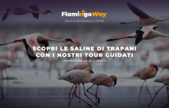 Scopri la Riserva delle Saline di Trapani con i Tour di Flamingo Way