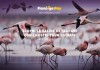 Flamingo Way - Tour delle Saline